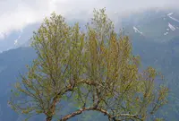 Himalayan Birch (Betula utilis) plant