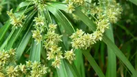 Umbrella Flat-Sedge
