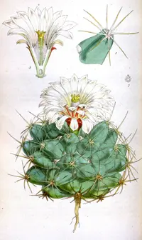 Pima Pineapple Cactus (Coryphantha robustispina) plant