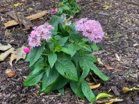 Pentas lanceolata