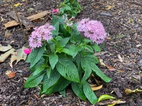 Pentas lanceolata