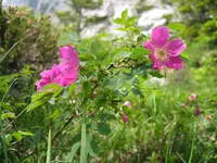 alpine rose