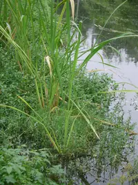 Manchurian wildrice