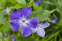 Vinca minorm flower