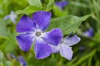 Vinca minorm flower