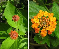 calicobush (Lantana urticoides) plant