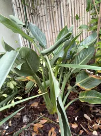 Bird of paradise plant photo by a Botan App user