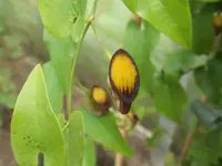 Climbing Birthwort