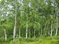 silver birch (Betula pendula) plant