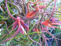 Tillandsia bulbosa