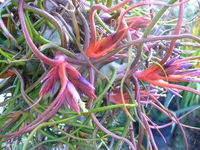 Tillandsia bulbosa