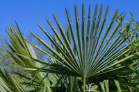 Cordyline australis