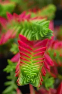 Red Pagoda (Crassula capitella) plant