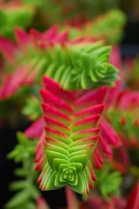 Red Pagoda (Crassula capitella) plant