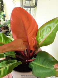 Philodendron