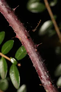 Rubus horrefactus (Rubus horrefactus) plant