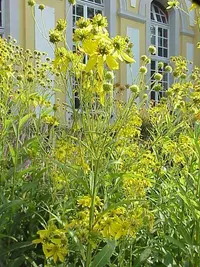 wingstem