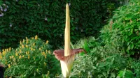 Amorphophallus in the wild