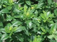 Gardenia leaves