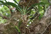 Angraecum borbonicum