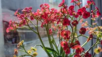 Euphorbia milii