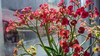 Euphorbia milii