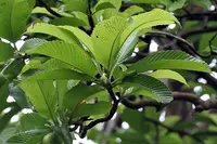 elephant apple