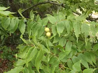 Mexican walnut