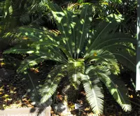 Cycad