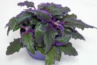Gynura aurantiaca indoor