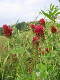 crimson clover