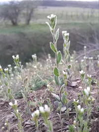 Annual Rockcress