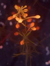 Pedunculate Water-Starwort