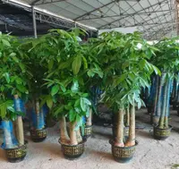 Money Tree