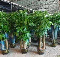 Money Tree