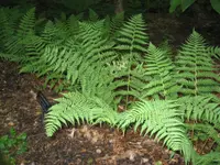marginal woodfern (Dryopteris marginalis) plant