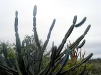 Cereus forbesii (Cereus forbesii) plant