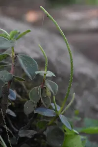 Peperomia increscens (Peperomia increscens) plant