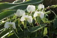 Ivory-Colored Angraecum