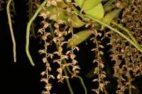 Diaphananthe bidens plant