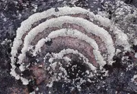 arctoparmelia lichen (Arctoparmelia centrifuga) plant