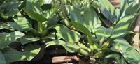 Philodendron martianum leaves