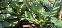 Philodendron martianum leaves