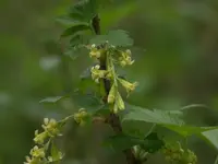 American black currant