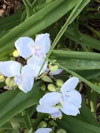 Tradescantia (Andersoniana Group)