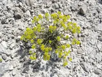 thyme-leaved alison (Alyssum serpyllifolium) plant
