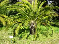 Thunberg’s cycad