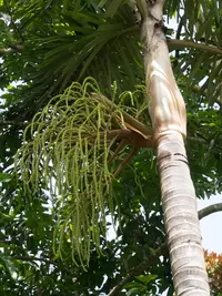 Black palm