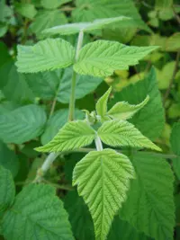 Rubus hirtus (Rubus hirtus) plant