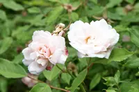 tea rose